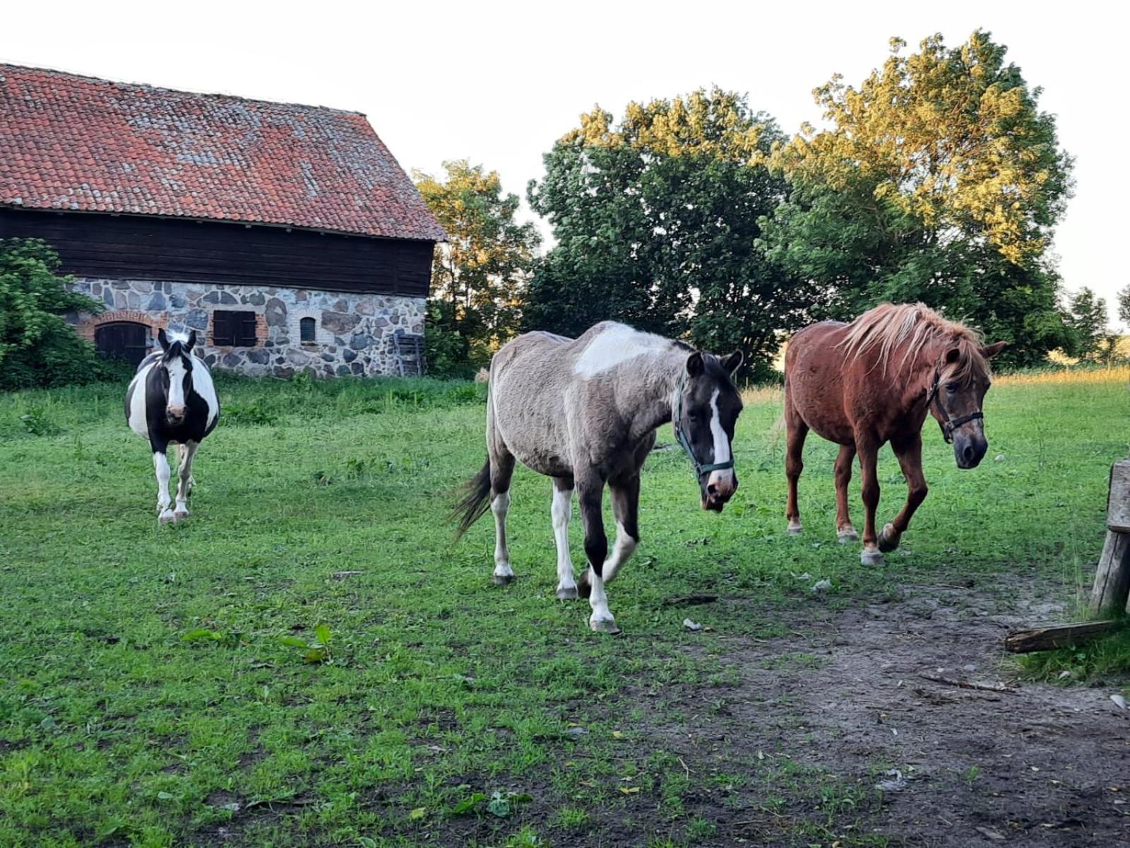 Dom Na Mazurach Pilec Bed & Breakfast Eksteriør bilde